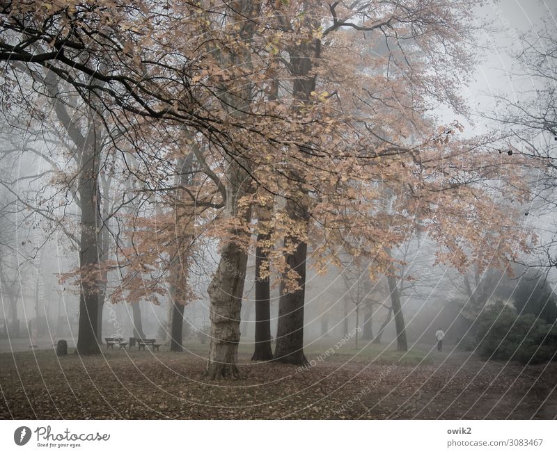 Suppentag Umwelt Natur Landschaft Pflanze Herbst Nebel Baum Gras Sträucher Park Wege & Pfade ruhig demütig Traurigkeit Sorge Sehnsucht Fernweh Idylle Trauer