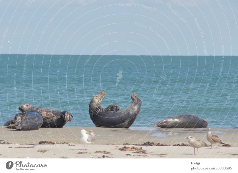 vier Kegelrobben und vier Möwen bei schönem Wetter am Strand auf der Düne von Helgoland Umwelt Natur Landschaft Tier Wasser Sommer Schönes Wetter Nordsee Insel