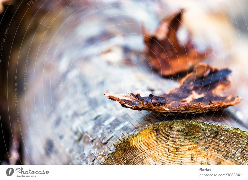 Heideholz II/V harmonisch Ferien & Urlaub & Reisen Ausflug Abenteuer wandern Umwelt Natur Landschaft Pflanze Herbst Klima Baum Holz liegen nachhaltig braun