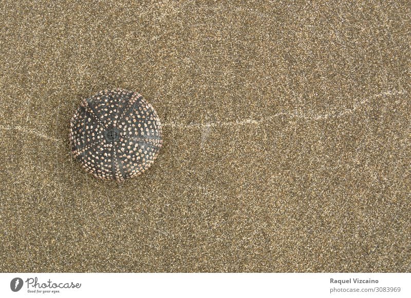 Seeigel-Muschel Sand Sommer Küste Marschbefehl 1 Tier natürlich braun Selbstbeherrschung Farbfoto Außenaufnahme Textfreiraum rechts Sonnenlicht