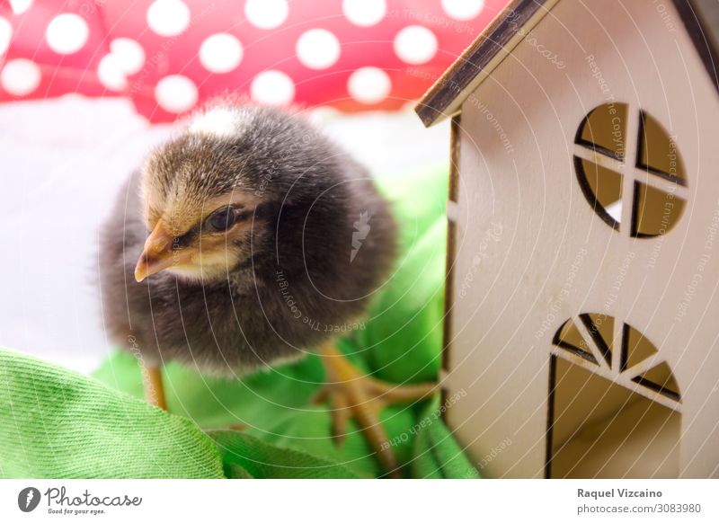 Ein braunes Hühnchen Tier Vogel 1 Häusliches Leben klein grün rot weiß "Huhn Küken Federn Flügel Baby Haus Schnabel," Farbfoto Innenaufnahme