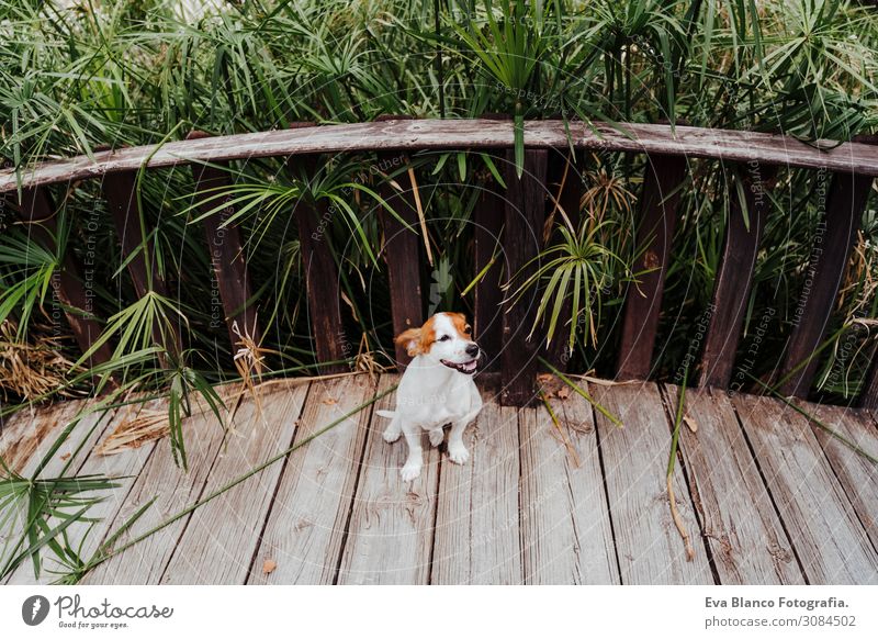 süßer kleiner Jack Russell Terrier auf einer Holzbrücke Lifestyle Freude Glück Freizeit & Hobby Spielen Ferien & Urlaub & Reisen Ausflug Freiheit Sommer Natur
