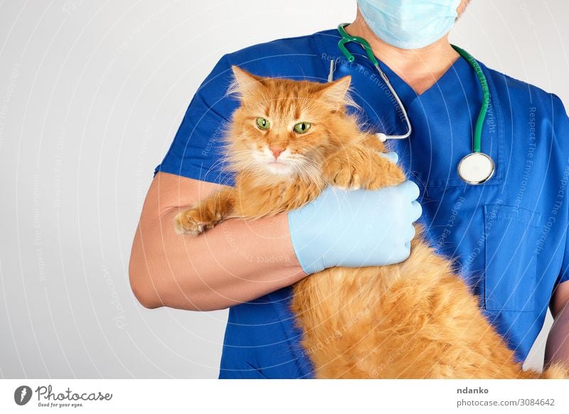 der Tierarzt in blauer Uniform hält eine erwachsene, flauschige, rote Katze. Körper Behandlung Krankheit Medikament Prüfung & Examen Arzt Krankenhaus Mensch