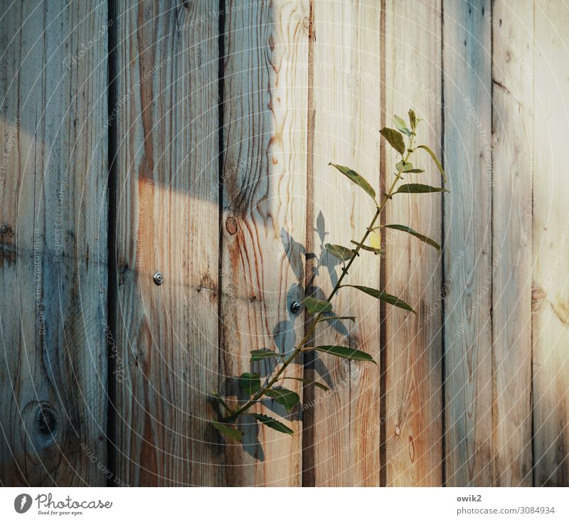 Durchwachsen Pflanze Bretterzaun Halm Stengel Holz Wachstum natürlich Neugier Holzmaserung Farbfoto Außenaufnahme Detailaufnahme Strukturen & Formen