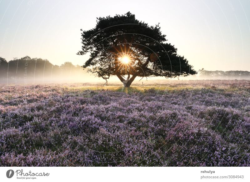 Morgensonne durch Kiefer im Nebel Sommer Sonne Natur Landschaft Pflanze Himmel Schönes Wetter Baum Blume Wachstum wild gelb gold rosa Bergheide purpur violett