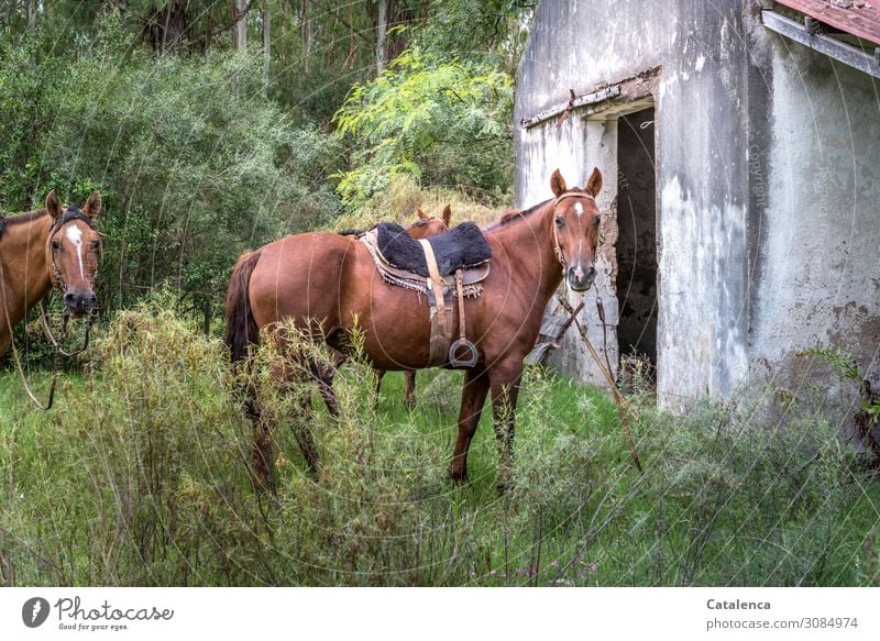 Drei  gesattelte Pferde warten auf ihre Reiter an einem verlassenen Gebäude stehen Sattel Natur Landschaft Umwelt Tier Grün Braun Tag Tierhaltung Wiese Gräser