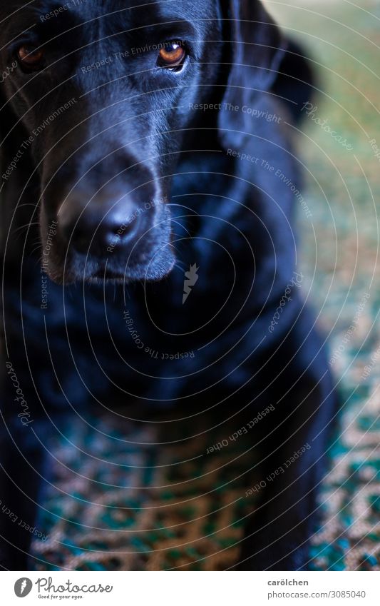 Echt? Tier Haustier Hund 1 warten blau grün schwarz türkis Labrador ruhig Konzentration Blick Freundlichkeit Wohnung Häusliches Leben Farbfoto Innenaufnahme