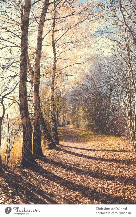 Ein herbstlicher Weg mit Bäumen und Licht und Schatten Natur Landschaft Erde Sonnenlicht Herbst Baum Wald Fußweg Spazierweg hell natürlich blau braun weiß