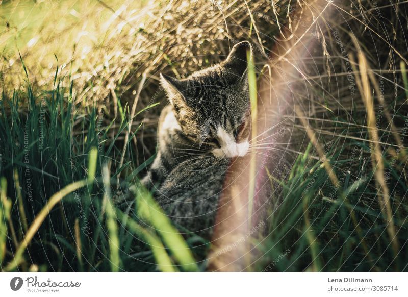 Katze #1 Sonnenlicht Gras Tier Haustier Reinigen niedlich Leichtigkeit Blendenfleck Allgäu Bauernhof Farbfoto mehrfarbig Außenaufnahme Nahaufnahme Menschenleer