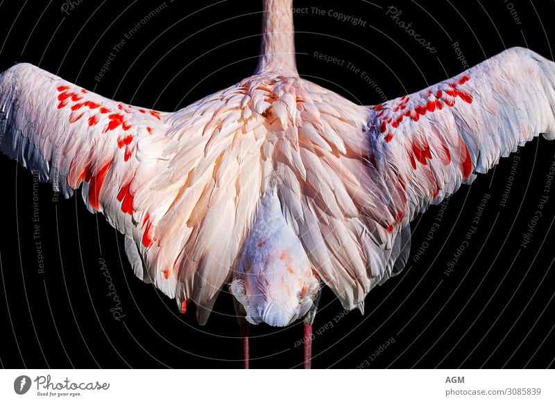 Schönheit Natur Tier Flamingo Flügel ästhetisch elegant natürlich schön rosa rot schwarz weiß Stolz eitel Bewegung Symmetrie Hintergrundbild Hintergrund neutral