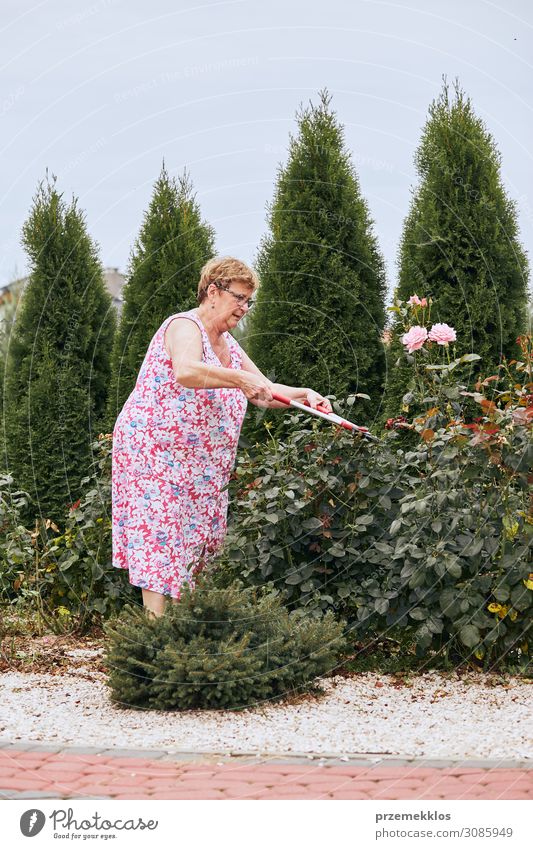 Reife Frau, die in einem Hausgarten arbeitet und den Rosenblütenstrauch beschneidet. Aufrichtige Menschen, echte Momente, authentische Situationen Lifestyle