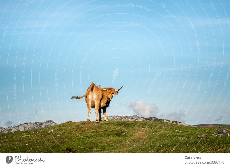 *1500* Eine kleine Kuh auf der Alm blickt nach hinten und wedelt mit ihrem Schweif Landschaft Natur Tier Nutztier Berge Horizont Himmel schauen Wolken Gras