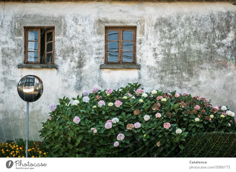 Natur & Architektur |  Auflockerung durch Farbe und Struktur der Pflanzen Fassade Haus Fenster Gebäude Wand trist Bauwerk Hortensie blühen aufheitern Braun Grau
