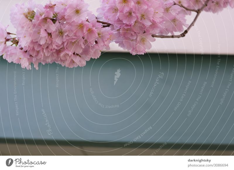 Kirsch Blüten Frühling elegant Stil Freude Glück Wellness ruhig Meditation Tourismus Umwelt Schönes Wetter Baum Zierkirsche Japanischer Garten serrulata Kanzan