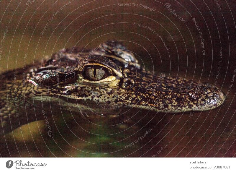 Baby Krokodileidechse bekannt als Crocodylinae Natur Tier Tiergesicht 1 Tierjunges braun gefährlich Lizard Reptil Küken Echsen Herp Herpetologie Farbfoto