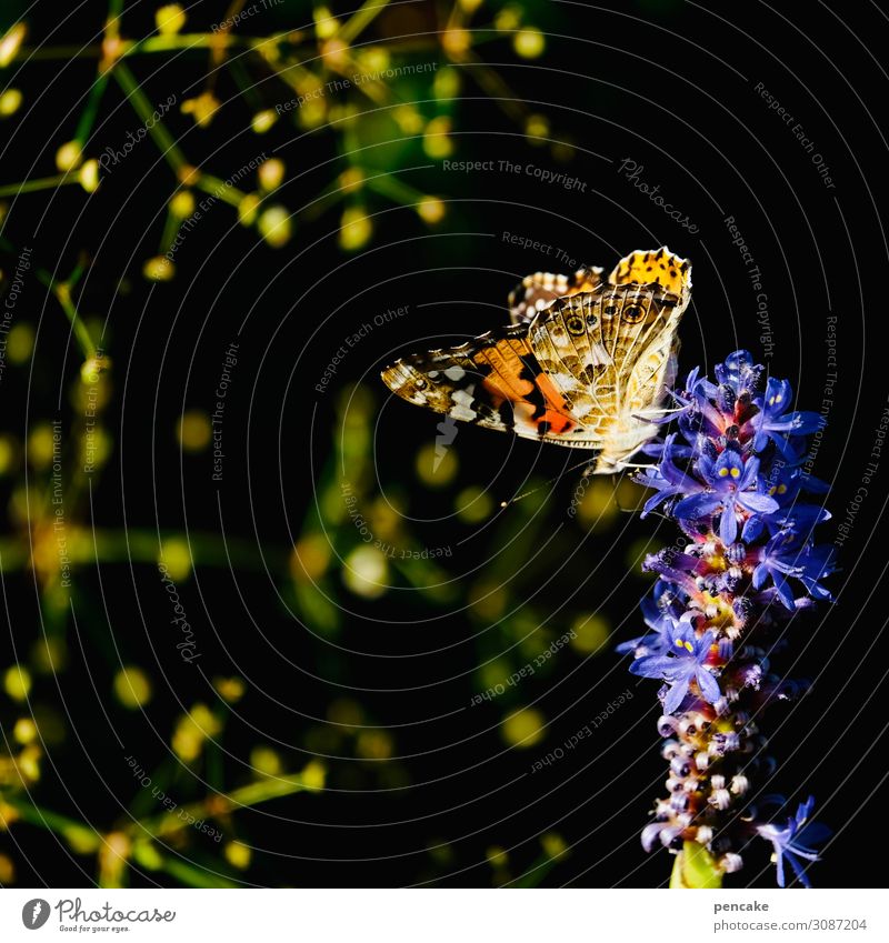 wertvoll | sternenhimmel Natur Nachthimmel Stern Pflanze Blume Sträucher Garten Park Tier Schmetterling 1 ästhetisch elegant hoch schön einzigartig