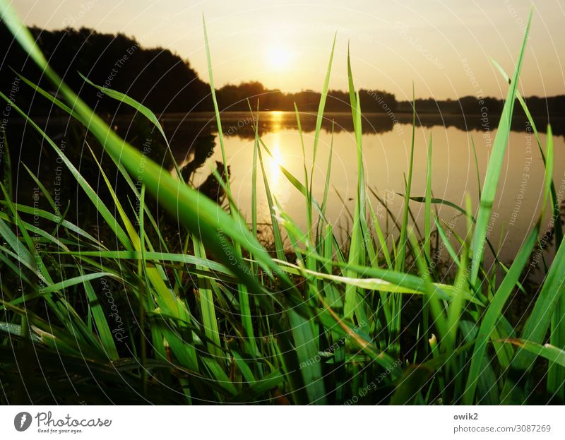 Seegras Umwelt Natur Landschaft Pflanze Wasser Horizont Sonne Sommer Schönes Wetter Gras Wiese Seeufer leuchten unten Windstille ruhig Ferne friedlich nah