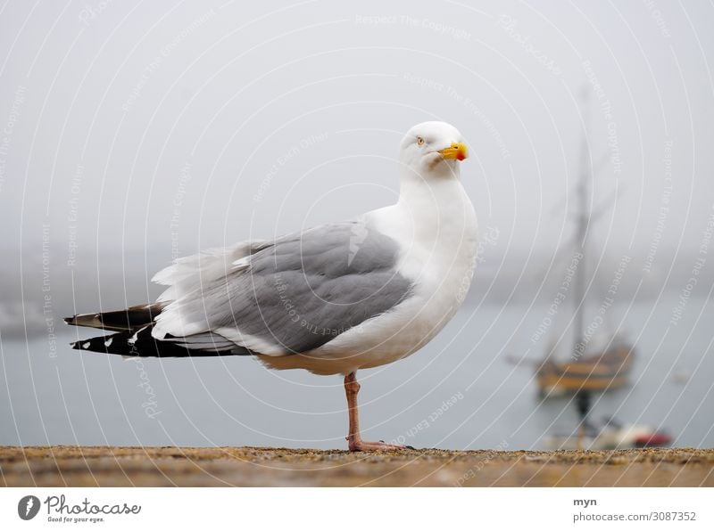 Einbeinige Möwe im Nebel auf Mauer in St. Malo in der Bretagne mit Schiff im Hintergrund Möwenvögel einbeinig Vogel Meeresvogel Küste Nebelschleier Tier