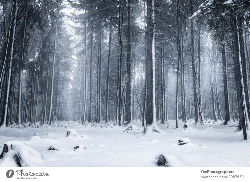 Winterliche Waldlandschaft. Verschneite Bäume. Schnee wandern Weihnachten & Advent Natur Landschaft Nebel Eis Frost Schneefall Baum Park träumen blau