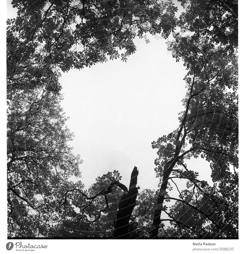 Geschaffener Freiraum Natur Baum Blatt Holz grau schwarz weiß Vergänglichkeit Baumbruch Bruch Schwarzweißfoto Außenaufnahme Menschenleer Textfreiraum Mitte Tag