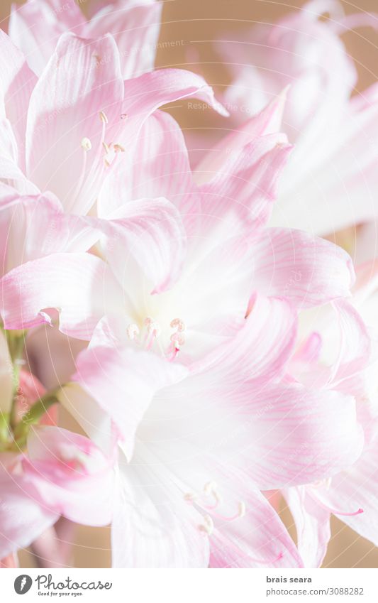 Nackte Lady Lily schön Sommer Garten Dekoration & Verzierung Gartenarbeit Kunst Umwelt Natur Pflanze Blume Blatt Blüte Duft Wachstum hell nackt natürlich rosa