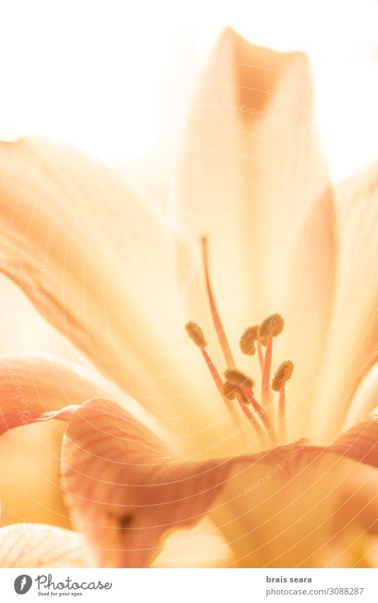 Nackte Lady Lily Lifestyle schön Erholung Sommer Garten Dekoration & Verzierung Gartenarbeit Kunst Umwelt Natur Pflanze Erde Blume Blatt Blüte Duft Wachstum