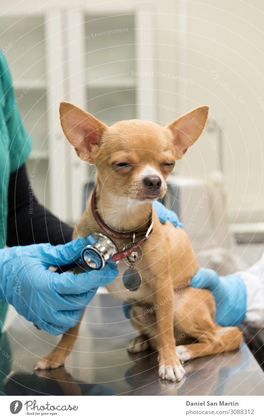 Chihuahua, von einem Tierarzt überprüft Glück schön Gesicht Gesundheitswesen Medikament Tisch Labor Prüfung & Examen Arzt Freundschaft Erwachsene Mantel