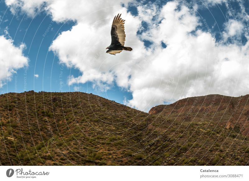 Am Himmel gleitet ein Greifvogel über hügelige Wüstenlandschaft Natur Fauna Vogel Greiffogel Geier Truthangeier fliegen Wolken Hügel trocken Dürre hoch Tag