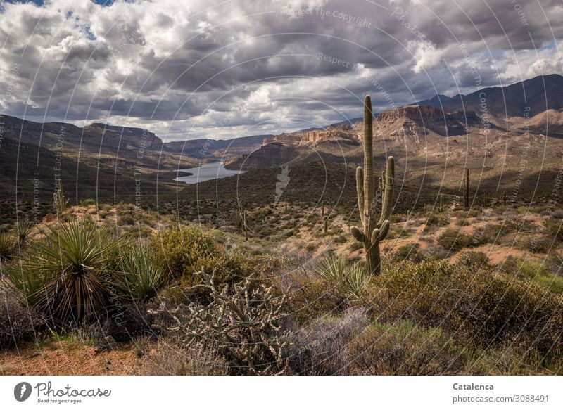 Ein Saguaro im Vordergrund, Wasser im Hintergrund und ein bewölkter Himmel Ausflug Ferne Freiheit wandern Landschaft Wolken Horizont schlechtes Wetter Pflanze
