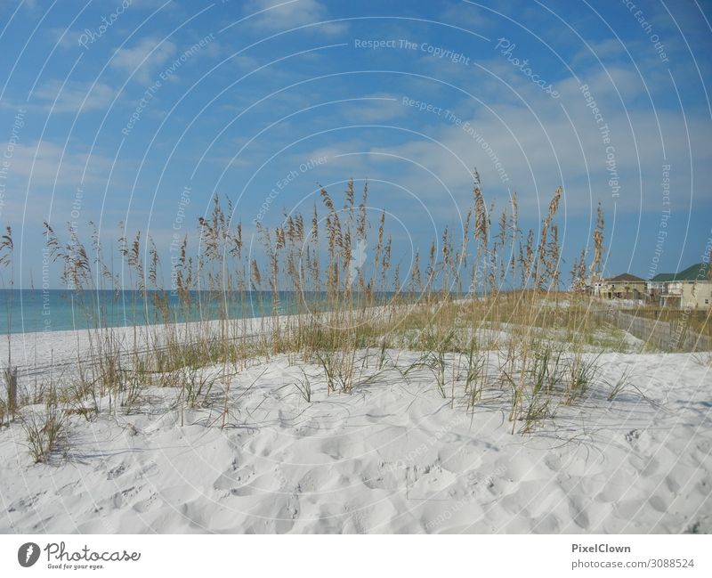 Beach in Florida Wellness Ferien & Urlaub & Reisen Tourismus Ausflug Sommerurlaub Strand Meer Pflanze Gras Grünpflanze Küste Seeufer Schwimmen & Baden träumen