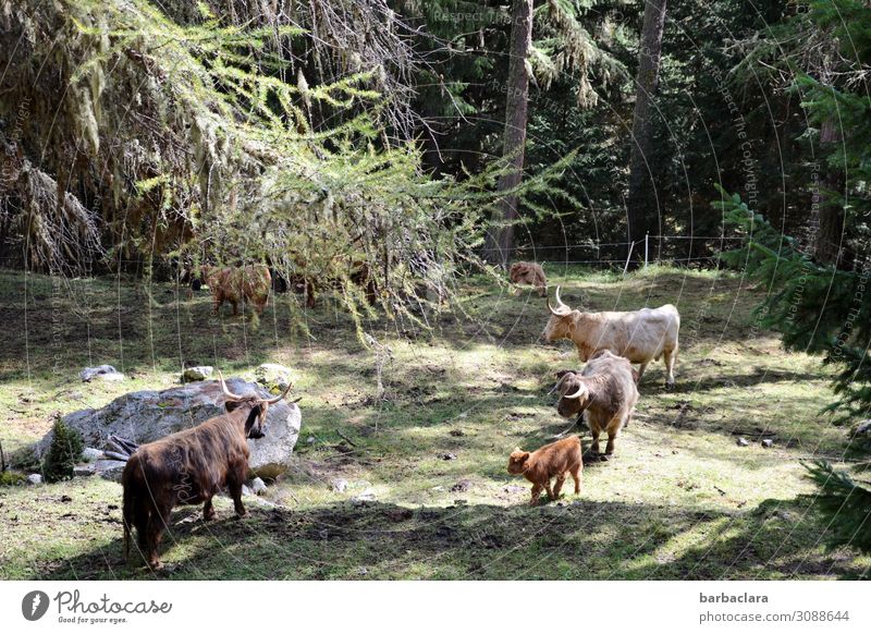 Engadiner Hochlandrinder Landschaft Pflanze Tier Wiese Wald Nationalpark Schweiz Nutztier Wildtier Schottisches Hochlandrind Tiergruppe stehen Klima Leben Natur