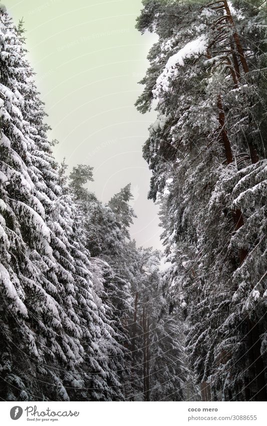 Winterlandschaft Schnee Winterurlaub Natur Baum Wald Erholung träumen gigantisch ruhig Einsamkeit Freizeit & Hobby kalt Umwelt Farbfoto Gedeckte Farben