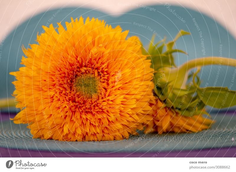 Sonnenblume Teddybär Dekoration & Verzierung Pflanze Blüte Blühend Fröhlichkeit gelb orange türkis Lebensfreude Farbe Wellness Farbfoto mehrfarbig Innenaufnahme