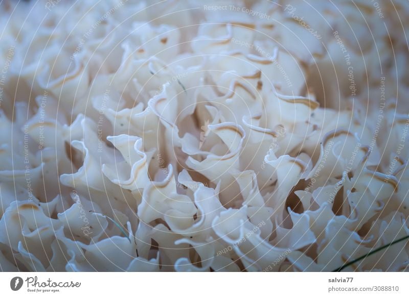 bizarres Gewächs Umwelt Natur Pflanze Herbst Pilz Wald Wachstum außergewöhnlich frisch lecker weich Speiepilz Farbfoto Außenaufnahme Makroaufnahme Muster