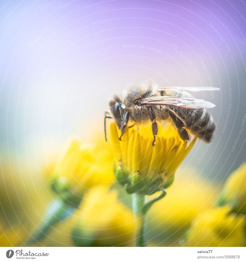 wertvoll | Honigbiene Umwelt Natur Pflanze Tier Sommer Herbst Blume Blüte Topfpflanze Chrysantheme Garten Nutztier Biene Flügel Insekt Arbeiter 1 Blühend Duft