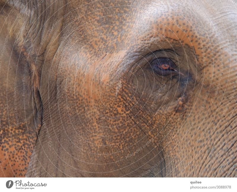 Elefantenauge Natur Tier Wildtier Elefantenhaut 1 dick glänzend groß Neugier braun Traurigkeit Sorge Angst Farbfoto Gedeckte Farben Detailaufnahme Tierporträt