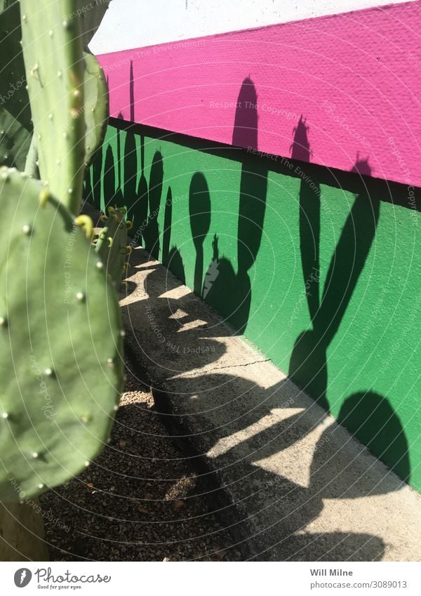 Kaktus wirft Schatten auf eine bunte Wand. Pflanze Jungpflanze Wüste grün rosa sehr wenige