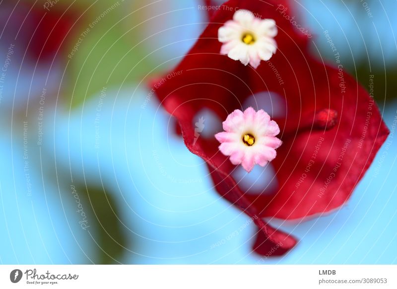 Tropische Blüte rot tropisch Blauer Himmel Schwache Tiefenschärfe Blume