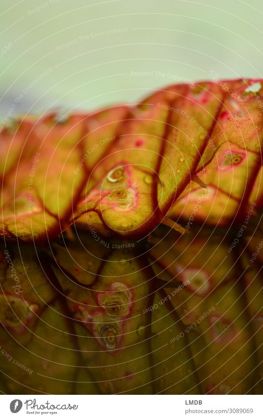 Spiegelung eines Seerosenblattes Blatt Blattadern rot grün Fleck Makel Spiegelung im Wasser Umwelt Teich Symmetrie ausgefranst