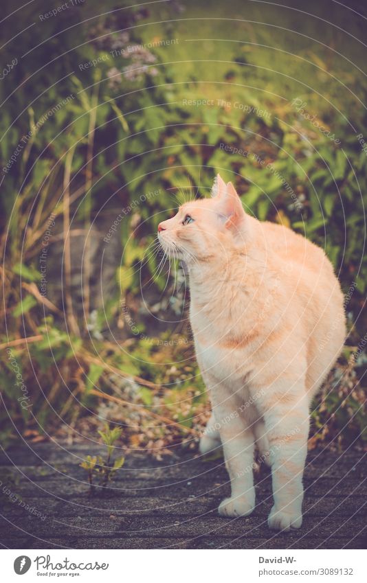 Katze beobachtet Umgebung ruhig aufmerksam Haustier Tigerkatze besonders schön hübsch sanft