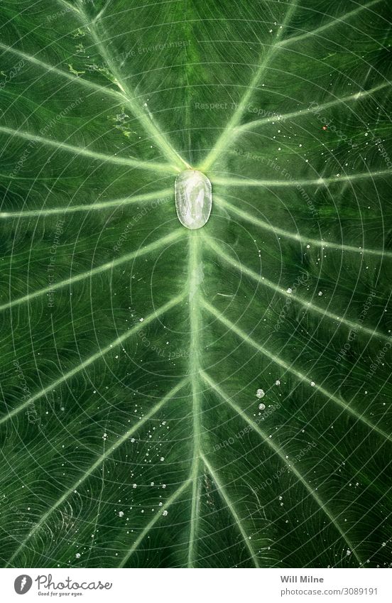 Wassertropfen in der Mitte einer Pflanze grün Symmetrie Tropfen Blatt Jungpflanze Venen sehr wenige