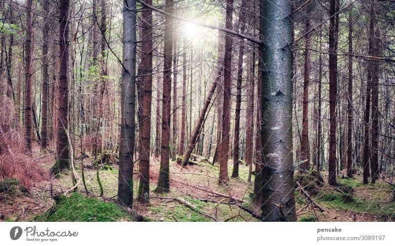 wertvoll | unser wald Natur Landschaft Urelemente Sonne Sonnenlicht Schönes Wetter Baum Moos Wald ästhetisch authentisch Duft Gesundheit gut nachhaltig schön