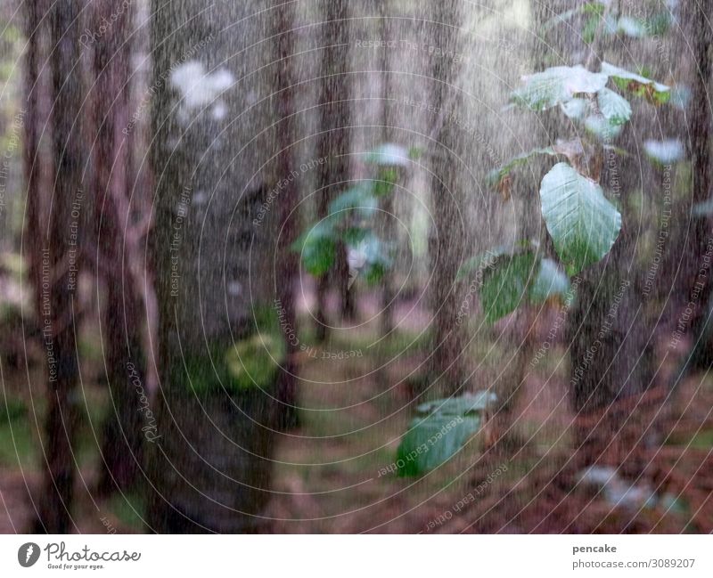 regenwald Natur Landschaft Urelemente Wasser Wassertropfen Herbst Regen Baum Blatt Wald authentisch kalt Regenwasser Buche Ast Allgäu Wohltat Farbfoto