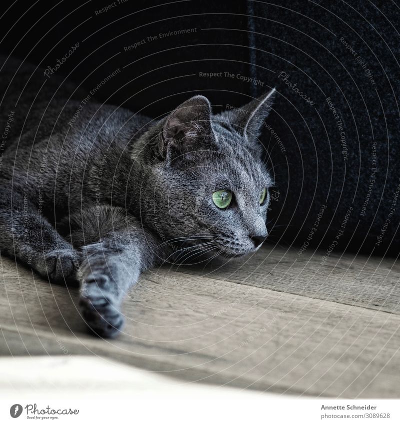Katze Russisch Blau Haustier Tiergesicht braun grau grün Farbfoto Gedeckte Farben Innenaufnahme Tierporträt Blick nach vorn