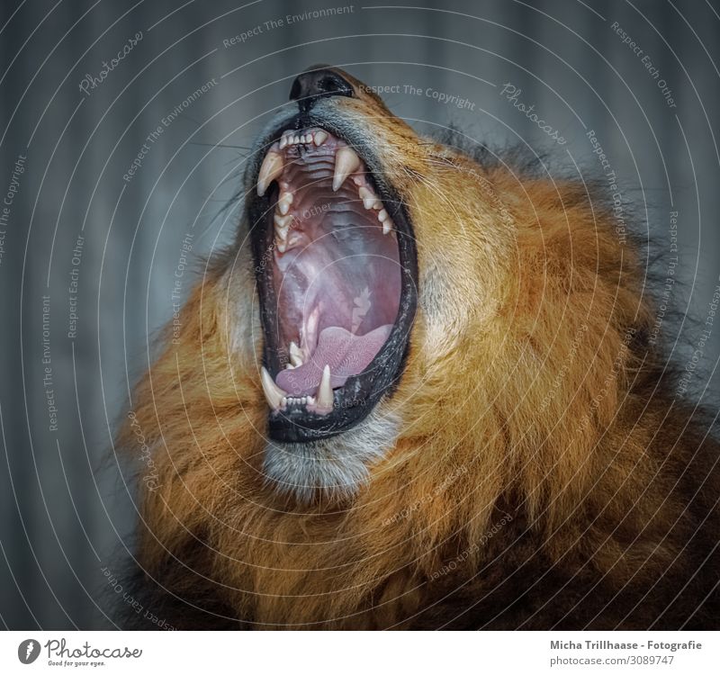 Gähnender Löwe Natur Tier Sonnenlicht Wildtier Tiergesicht Fell Löwenmähne Kopf Maul Gebiss Zunge Kiefer 1 Erholung schlafen bedrohlich gigantisch nah gelb