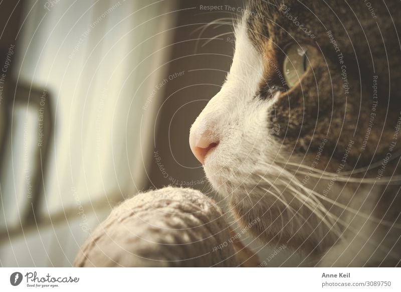 Kater im Profil Tier Haustier Katze Tiergesicht 1 Vorfreude Vertrauen Warmherzigkeit Liebe Tierliebe Opferbereitschaft achtsam geduldig Farbfoto Gedeckte Farben