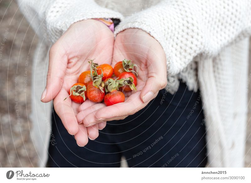 Hagebutten Frucht Natur ansammeln Hand halten schützen Herbst rot orange hell Außenaufnahme Detailaufnahme
