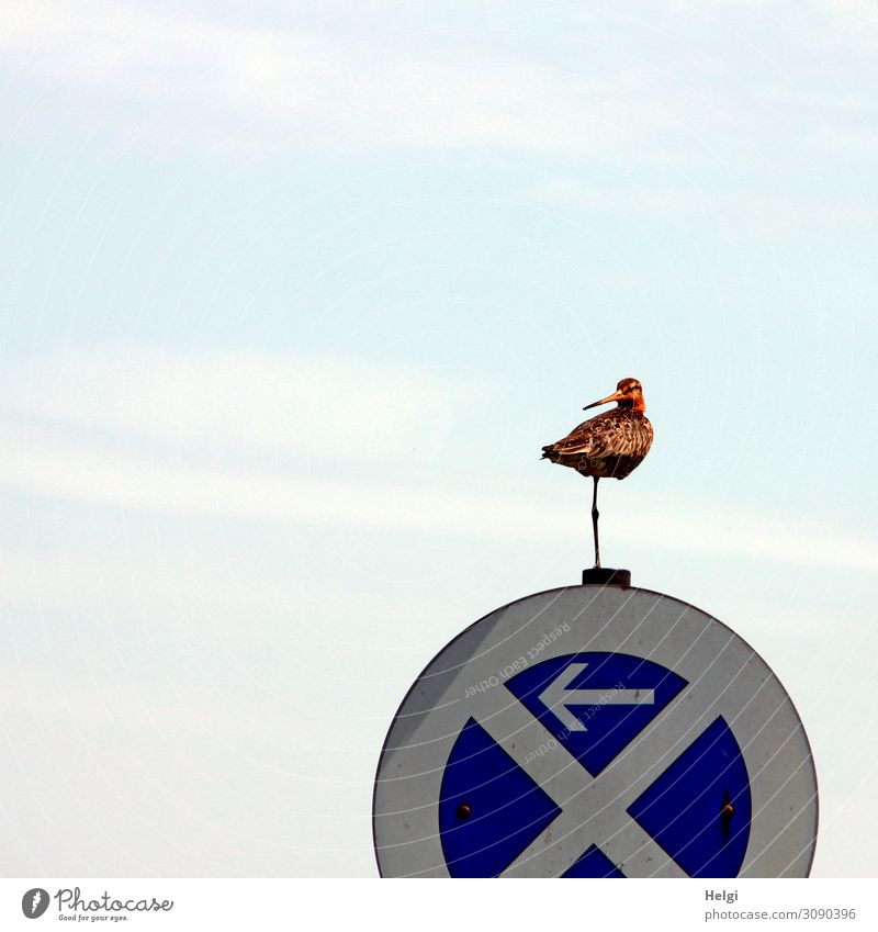 Schnepfe steht auf einem Bein auf einem Verkehrsschild Umwelt Natur Tier Himmel Straßenverkehr Vogel Schnepfenvögel 1 Halteverbot Schilder & Markierungen