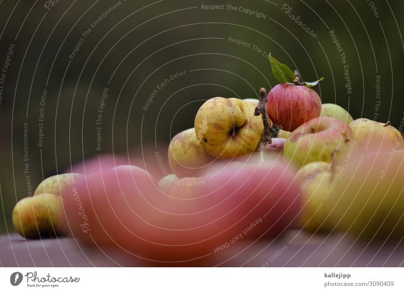spätlese Lebensmittel Frucht Apfel Ernährung Bioprodukte Garten Umwelt Natur Herbst Pflanze Baum frisch Gesundheit Vitamin Ernte Erntedankfest ertrag Erfolg