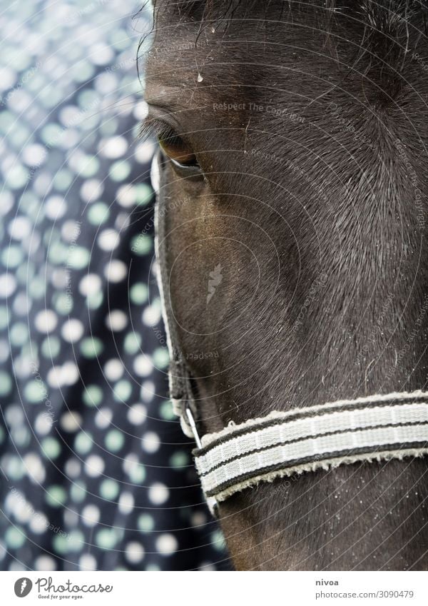 Kopf Isländer Pferd Freizeit & Hobby Reiten Freiheit Reitsport Natur Tier Nutztier Tiergesicht Fell Island Ponys Pferdedecke Halfter 1 Zeichen festhalten Blick